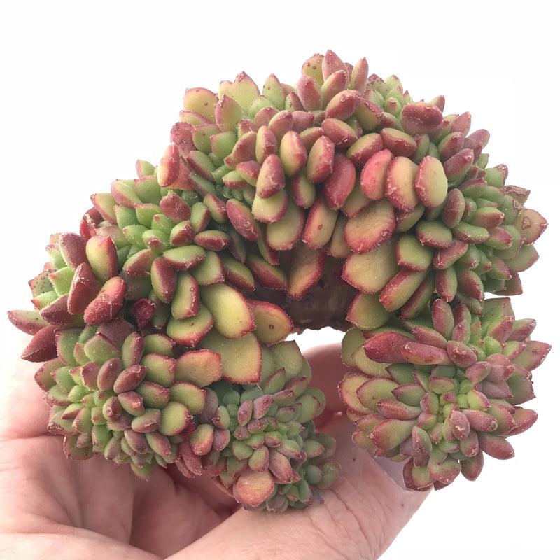 Echeveria Chubbs Crested 3” Rare Succulent Plant