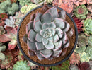 Echeveria 'Cuspidata v. Parrasensis' 4"-5" Succulent Plant