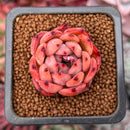 Echeveria Agavoides 'Nomad' 1" Succulent Plant