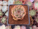 Echeveria 'Mirine' 1" Succulent Plant