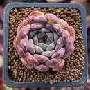 Echeveria sp. 1" Succulent Plant
