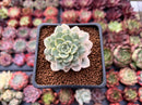 Echeveria 'Tinkerbell' Variegated 2" Succulent Plant