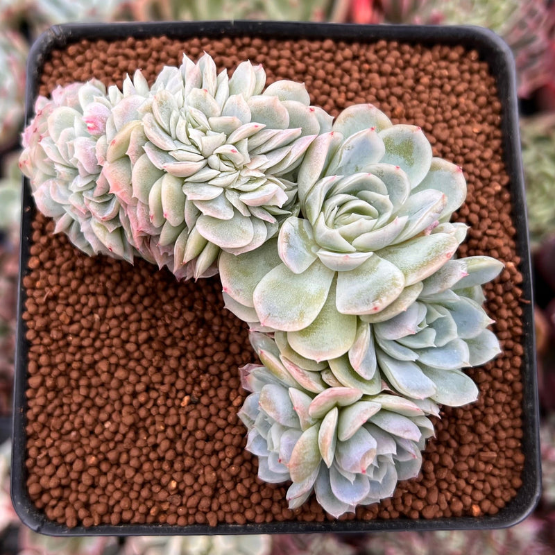 echeveria crested succulent Echeveria 'Elegans Potosina' 3" Crested Cluster Succulent Plant – True Succulents  Plant Co