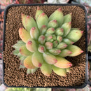 Echeveria 'Yeonji' 3" New Hybrid Succulent Plant