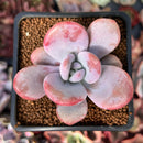 Graptoveria 'Raon' 2" Succulent Plant