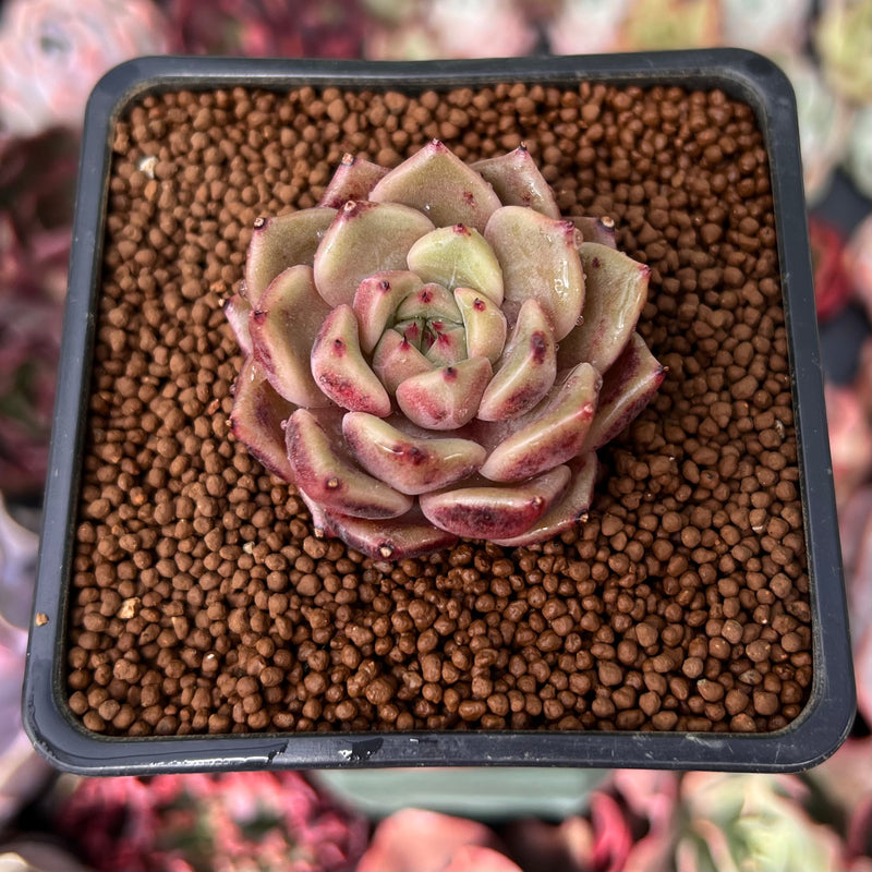 cindy succulents Echeveria 'Cindy' 1