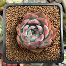 Echeveria 'Keralean' 2" Succulent Plant