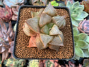 Haworthia sp. 2"-3" Succulent Plant