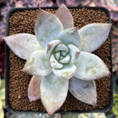 Echeveria 'Mexican Giant' 2"-3" Succulent Plant