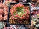 Echeveria Agavoides 'Michelo' 4" Succulent Plant