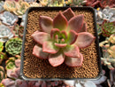 Echeveria Agavoides 'Baekya' 2" Succulent Plant