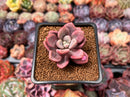 Echeveria 'Polari' 1" Succulent Plant