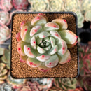 Echeveria 'Colorata Brandtii' 2" Succulent Plant