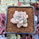 Echeveria 'Demiang' 1" Air Magic Hybrid Succulent Plant