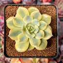 Echeveria 'Bluette' Variegated 2" Succulent Plant