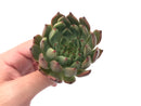 Echeveria Agavoides 'Sarabony’ 3" Rare Succulent Plant