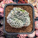 Echeveria 'Hearts Choice' Crested 1" Succulent Plant