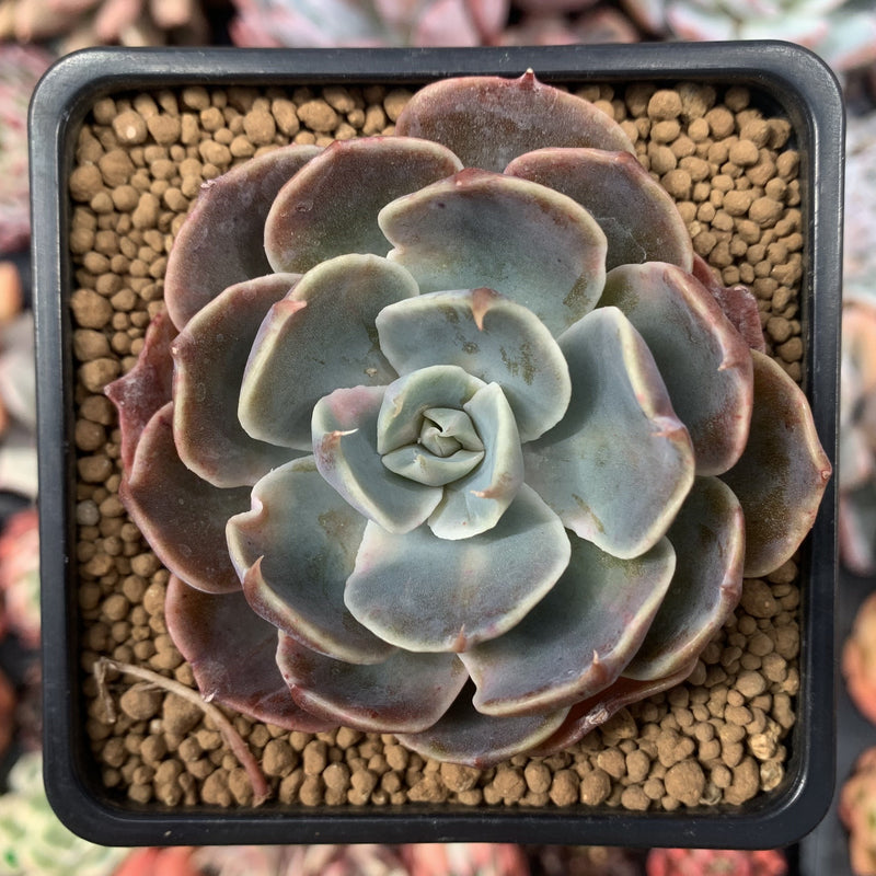 succulent liners Echeveria 'Color Liner' 2