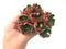 Echeveria 'Yangjin' Cluster 4"-5" Succulent Plant