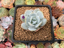 Echeveria 'Laui' 1" Powdery Succulent Plant