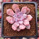 Echeveria 'Devolution' 1"-2" New Hybrid Succulent Plant