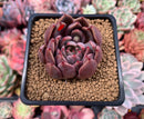 Echeveria Agavoides 'Magic Plot' 2" Succulent Plant