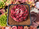 Echeveria Agavoides 'Fire Pillar' 2" Succulent Plant