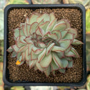 Echeveria 'Esther' Crested 2"-3" Succulent Plant