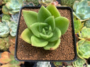 Echeveria Agavoides 'Ringo Star' 3" Succulent Plant