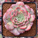 Echeveria 'Lovely' 2"-3" Succulent Plant