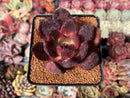 Echeveria 'Love and War' 3" Succulent Plant