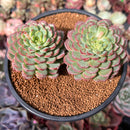 Echeveria 'Red Top' 4" Cluster Succulent Plant