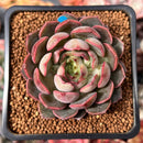 Echeveria 'Pink Stella' 1"-2" Succulent Plant