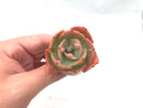 Echeveria ‘Hearts Delight’ Hybrid Small 2" Succulent Plant