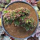 Echeveria 'Chupa Chups' Crested Cluster 7" Succulent Plant