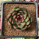 Echeveria Agavoides 'Rosa Pink' 2" Succulent Plant