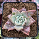 Echeveria 'Mexican Giant' 2" Succulent Plant