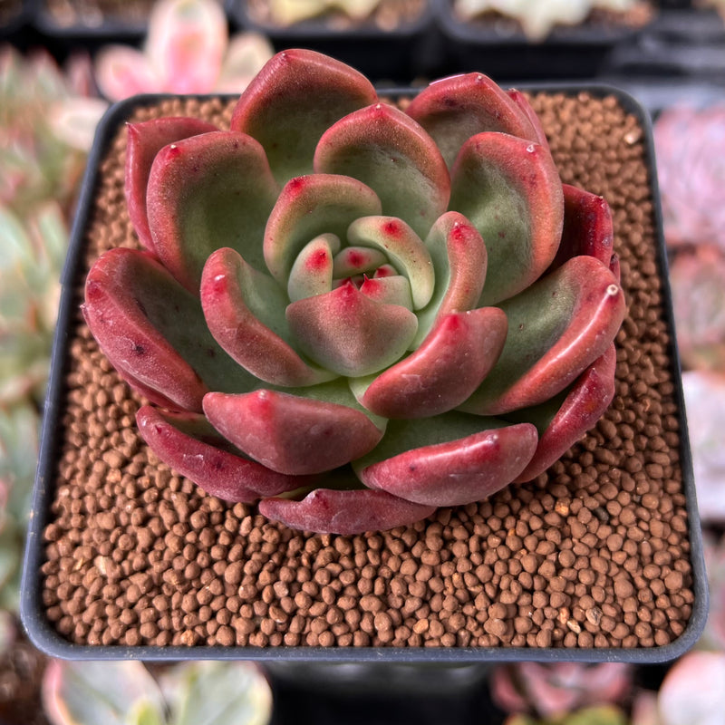 Echeveria Agavoides 'Red Wine' 2