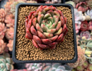 Echeveria Agavoides sp. 2"-3" Succulent Plant