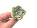 Echeveria ‘Snow Shower’ Small 1”-2” Rare Succulent Plant