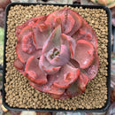 Echeveria 'Beyonce' Variegated 3"-4" Succulent Plant
