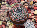 Echeveria 'Milk Rose' 4" Succulent Plant