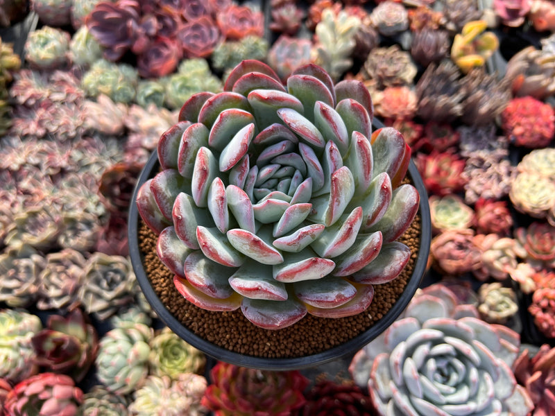 is milk good for succulents Echeveria 'Milk Rose' 4" Succulent Plant – True Succulents Plant Co