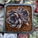 Echeveria 'Black Pearl' 2" Cluster New Hybrid Succulent Plant