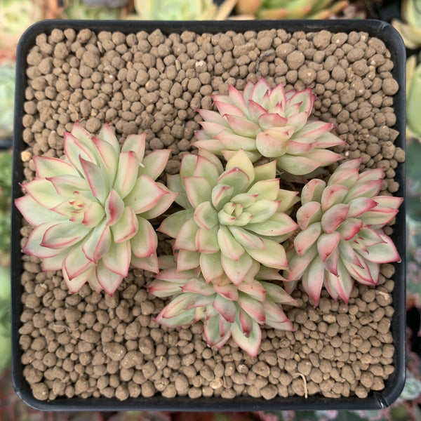Echeveria 'Mebina' Variegated 4" Cluster Succulent Plant