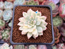 Echeveria 'Mebina' Variegated 2" Succulent Plant