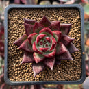 Echeveria Agavoides 'Concord' 1" Succulent Plant