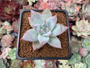 Echeveria 'Colosseum' 1"-2" New Hybrid Succulent Plant