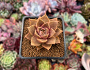 Echeveria 'Mysterious Rose' 2" Succulent Plant