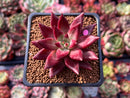 Echeveria Agavoides 'Fire Eagle' 2" New Hybrid Succulent Plant